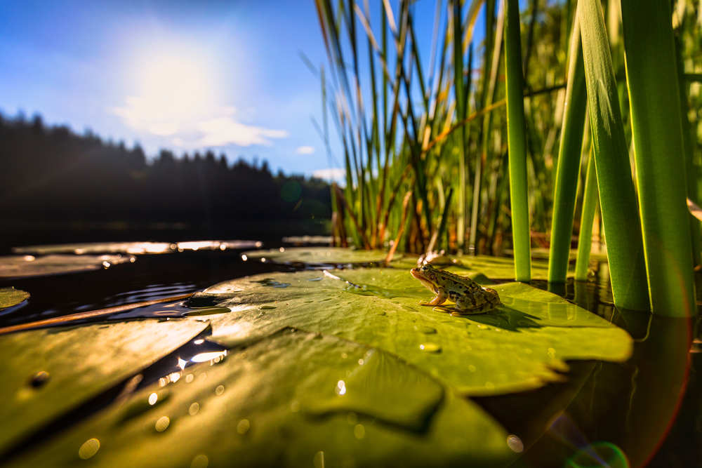 Natural Water Sources